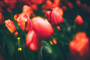 Tulips 4K 8K729224470